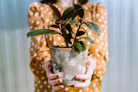 Woman holding small ficus elastica in rustic flower pot. Houseplants careの写真素材