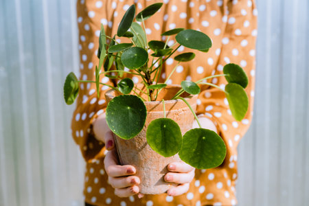 Woman holding Pilea Peperomioides in flower pot. Pilea or Chinese money plantの写真素材