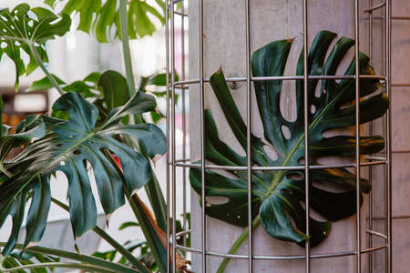 Monstera leaves growing indoors on concrete pillar. Close up of fresh green swiss cheese plantの写真素材