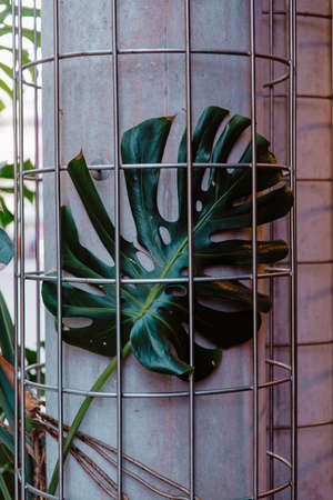 Monstera leaf growing indoors on concrete pillar. Close up of fresh green swiss cheese plantの写真素材