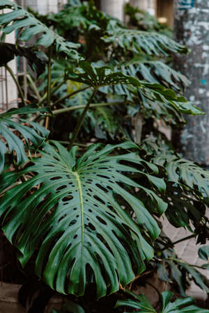 Monstera leaves background. Close up of green swiss cheese plant or monstera deliciosa.