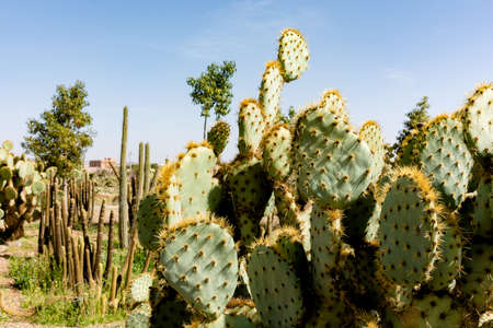 Cacti garden. Cactus and succulents growing in botanical gardenの写真素材