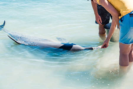 Tourist feeding bottlenose dolphin at the shore of Monkey Mia beach, Australiaの写真素材