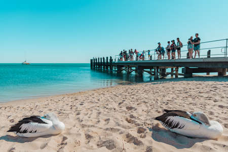 Pelicans on the pier on the Baltic Sea in Kolobrzeg, Poland