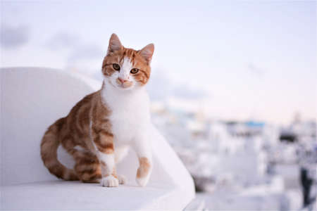 Red and white cat sitting on the terrace of the house.の写真素材