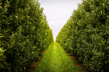 Path in apple orchard with rows of green apple trees