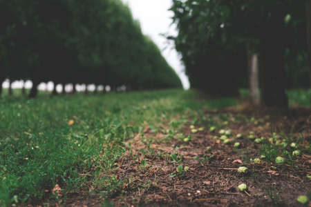 Green grass and trees. Selective focus. Nature.の写真素材