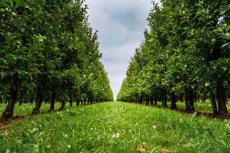 Path in apple orchard with rows of green apple treesの写真素材