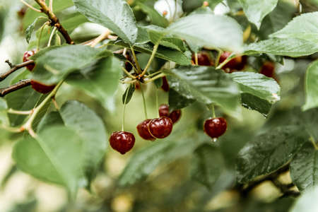 Ripe cherries hanging on a cherry tree branch