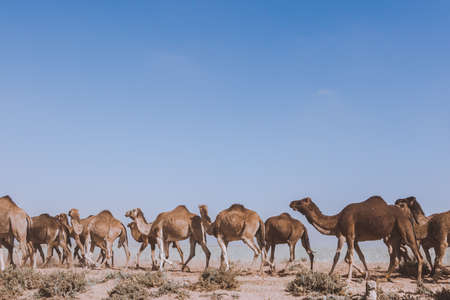 Camels in the desert of Eilat, Israel. Copy space for textの写真素材