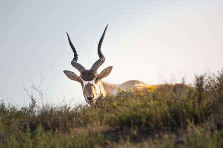 Addax, white addax antelope or screw horn antelope. National Park Souss-Massaの写真素材