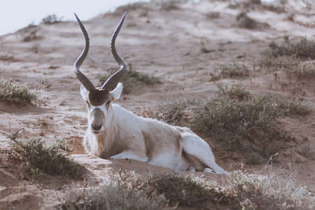 Addax, white antelope or screw horn antelope. National Park Souss-Massa, Moroccoの写真素材