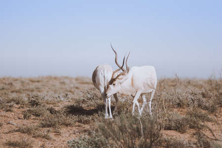 Wild impala antelope in the savannah of Etosha National Park, Namibiaの写真素材