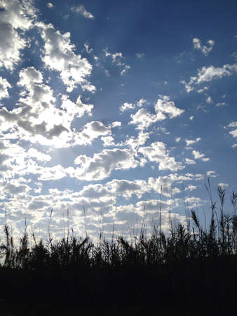 Tall grass and cloudsの素材