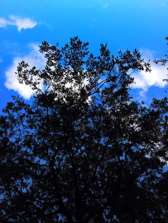 Tree silhouette の素材