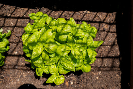 Bright green basil leaves growing in a garden, bathed in sunlight. Suitable for cooking, gardening,...