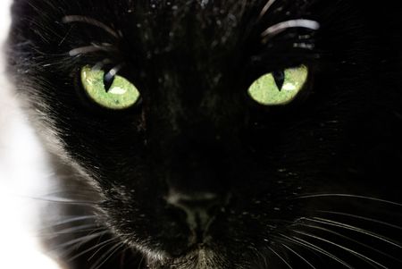 Black cat and beautiful eyesの写真素材