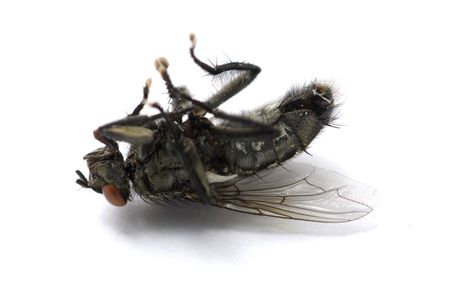 insect died on white backgroundの写真素材
