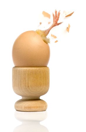 Chickling born with egg