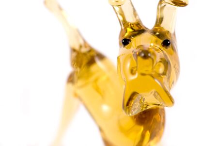 glass dog looking at cameraの写真素材