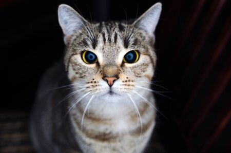 A close-up of a cat looking straight into the cameraの写真素材