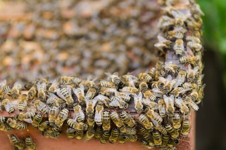 A swarm of bees seen from the aboveの写真素材