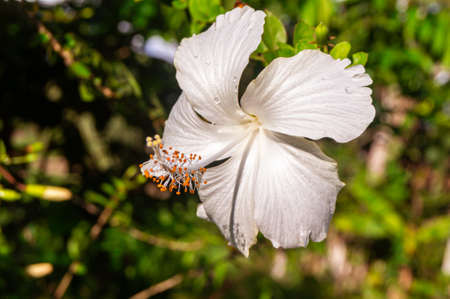 Hibiscus rosa-sinensis, known colloquially as Chinese hibiscus, China rose, Hawaiian hibiscus, rose mallow and shoeblackplant, white varietyの写真素材