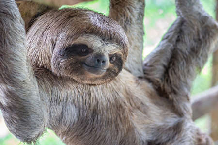 Brown-throated sloth, slow animal (Bradypus variegatus), animal face close up. Sloth hangs on a tree branchの写真素材