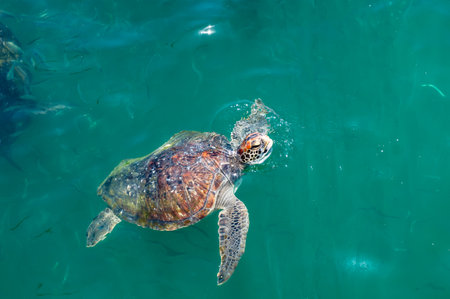 Sea turtle pulls its head out of the water. Pacific Ocean. big turtle.の写真素材
