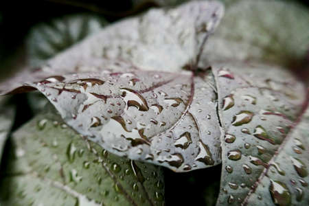 Water drops on the leaf. macro photo, backgroundの写真素材