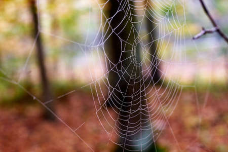 Cobweb in the forest. A spider web in the forest in autumn. Colorful trees in the background