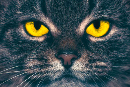 Magic tabby kitty with yellow eyes, close-up.