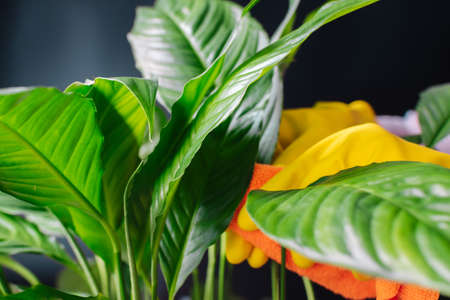 A woman in yellow gloves wipes the dust from the leaves. Selective focus. Concept - dust cleaningの写真素材