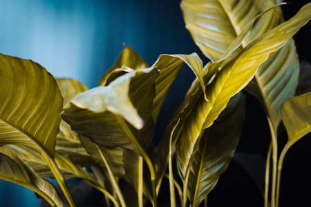Withering, diseased plant on a dark background. Home plants care conceptの写真素材