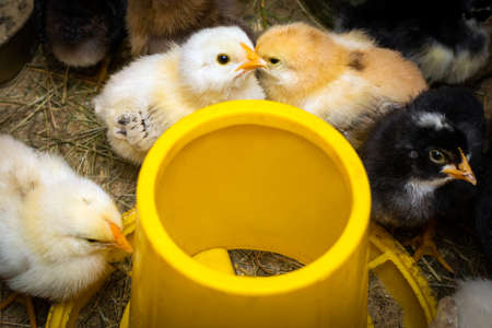 A group of small chicks near the feeder. Breeding chickens at home. Selective focusの写真素材