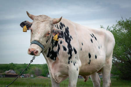 A big bull is grazing in a meadow, tied on a chain. The concept of cattle breeding. Close up