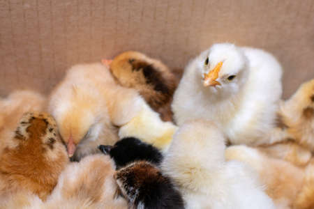 A group of newborn chicks in a cardboard box. Breeding chickens at home. Selective focus