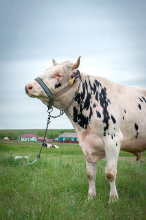 A big bull is grazing in a meadow, tied on a chain. The concept of cattle breeding. Vertical photoの写真素材