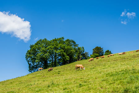 Summer landscape with cow grazing on fresh green mountain pasturesの写真素材