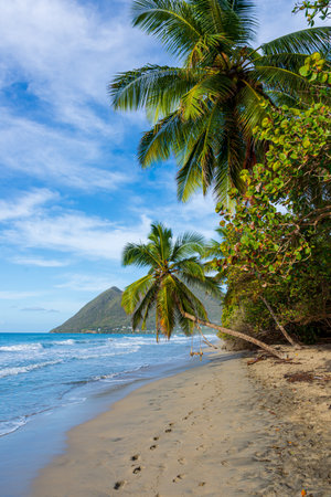Tropical Beach with Palm Swing and Mountain View at Diamond Beach, Martinique, French Caribbeanの写真素材