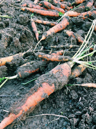 Fresh carrotの写真素材