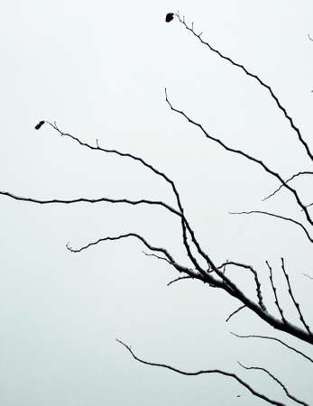 trunkの写真素材