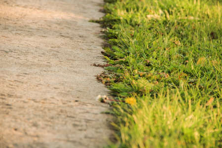 Fragment a green grass in solar eveningの写真素材