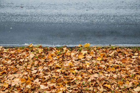 Composition from dry autumn leaves on asphaltの写真素材
