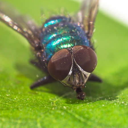 macro fly portrait on a green leaf