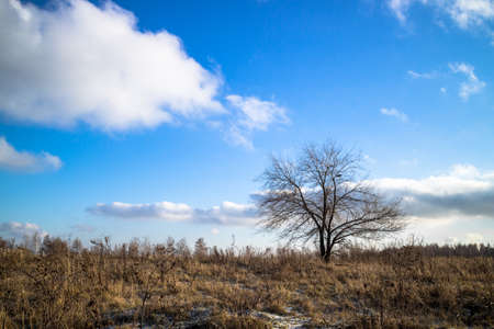 lonely tree in a field in autumnの写真素材