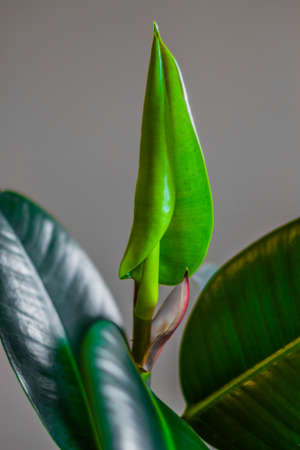 ficus flower,pipal,rubber plantの写真素材