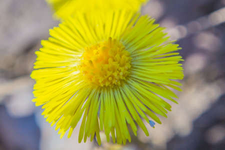Flower's mother and stepmotherの写真素材