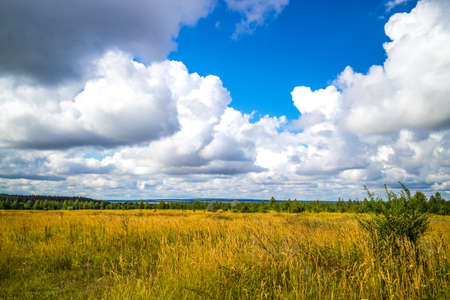 Summer meadow on bright sunny dayの写真素材