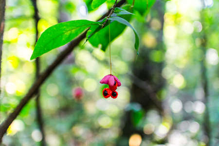 Beautiful autumn background is with the sprig of spindle tree (Euonymus europaeus)の写真素材